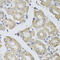 Bisphosphoglycerate Mutase antibody, 23-250, ProSci, Immunohistochemistry frozen image 