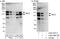 Myocardin Related Transcription Factor B antibody, A302-768A, Bethyl Labs, Immunoprecipitation image 