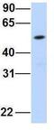 Family With Sequence Similarity 98 Member A antibody, GTX45308, GeneTex, Western Blot image 