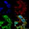 Ankyrin-2 antibody, SMC-414D-HRP, StressMarq, Immunocytochemistry image 