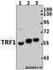 Telomeric Repeat Binding Factor 1 antibody, A02474-1, Boster Biological Technology, Western Blot image 