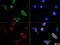 HSP90AA1 antibody, NBP1-77685, Novus Biologicals, Immunofluorescence image 