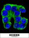 Cytosolic Iron-Sulfur Assembly Component 2A antibody, 55-736, ProSci, Immunofluorescence image 