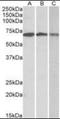 2'-5'-Oligoadenylate Synthetase 2 antibody, orb195465, Biorbyt, Western Blot image 