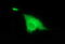 D-Aminoacyl-TRNA Deacylase 1 antibody, M07679, Boster Biological Technology, Immunofluorescence image 