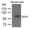 Glutamate Ionotropic Receptor AMPA Type Subunit 1 antibody, AP26074PU-S, Origene, Western Blot image 