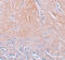 CXXC Finger Protein 5 antibody, 6111, ProSci, Immunohistochemistry frozen image 