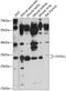 Putative transcription factor Ovo-like 1 antibody, 15-513, ProSci, Western Blot image 