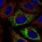 Mitochondrial Fission Factor antibody, HPA074625, Atlas Antibodies, Immunofluorescence image 