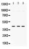 Mitogen-activated protein kinase 13 antibody, PB9721, Boster Biological Technology, Western Blot image 