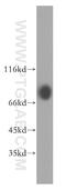 Protein Kinase C Substrate 80K-H antibody, 12148-1-AP, Proteintech Group, Western Blot image 