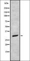 LDLR chaperone MESD antibody, orb336952, Biorbyt, Western Blot image 