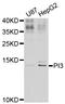 PI3 antibody, orb167347, Biorbyt, Western Blot image 