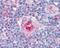 Intercellular Adhesion Molecule 1 antibody, 48-989, ProSci, Immunohistochemistry frozen image 