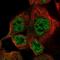 Dual Specificity Phosphatase 10 antibody, NBP1-82640, Novus Biologicals, Immunofluorescence image 