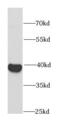 Replication factor C subunit 4 antibody, FNab07250, FineTest, Western Blot image 