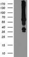 E3 ubiquitin-protein ligase MGRN1 antibody, TA502681S, Origene, Western Blot image 