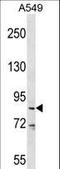 Probable ATP-dependent RNA helicase DDX53 antibody, LS-C167339, Lifespan Biosciences, Western Blot image 