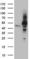NIN1 (RPN12) Binding Protein 1 Homolog antibody, TA808806, Origene, Western Blot image 