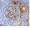 Mouse IgM antibody, MCA5680, Bio-Rad (formerly AbD Serotec) , Immunohistochemistry frozen image 