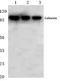 Calnexin antibody, AP06425PU-N, Origene, Western Blot image 