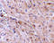 Ring Finger Protein 216 antibody, 3371, ProSci Inc, Immunohistochemistry frozen image 