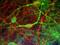 Internexin Neuronal Intermediate Filament Protein Alpha antibody, GTX30664, GeneTex, Immunofluorescence image 
