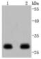 14-3-3 Epsilon antibody, NBP2-67834, Novus Biologicals, Western Blot image 