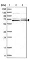 Sterile Alpha Motif Domain Containing 15 antibody, PA5-56537, Invitrogen Antibodies, Western Blot image 