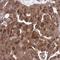 Protocadherin Beta 7 antibody, HPA059271, Atlas Antibodies, Immunohistochemistry paraffin image 