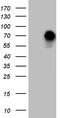 Forkhead Box O1 antibody, CF810652, Origene, Western Blot image 