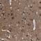 Neuropeptide S receptor antibody, NBP1-91966, Novus Biologicals, Immunohistochemistry frozen image 