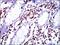 Moesin antibody, NBP2-37509, Novus Biologicals, Immunohistochemistry paraffin image 