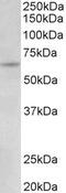 UMOD antibody, PA5-37901, Invitrogen Antibodies, Western Blot image 