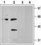 Purinergic Receptor P2Y2 antibody, PA5-77669, Invitrogen Antibodies, Western Blot image 