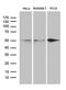 Sorting Nexin 4 antibody, MA5-27541, Invitrogen Antibodies, Western Blot image 