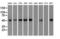 Keratin 8 antibody, LS-C784134, Lifespan Biosciences, Western Blot image 