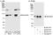 Nucleolin antibody, A300-710A, Bethyl Labs, Immunoprecipitation image 