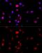 Filamin B antibody, GTX64428, GeneTex, Immunofluorescence image 