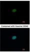 Replication Factor C Subunit 2 antibody, NBP1-32253, Novus Biologicals, Immunocytochemistry image 