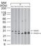 Rho GDP Dissociation Inhibitor Beta antibody, MA1-41181, Invitrogen Antibodies, Western Blot image 