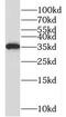 Proline Rich Nuclear Receptor Coactivator 1 antibody, FNab06594, FineTest, Western Blot image 