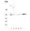 60 kDa heat shock protein, mitochondrial antibody, ADI-SPA-829-F, Enzo Life Sciences, Western Blot image 