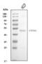 Cytochrome P450 Family 3 Subfamily A Member 4 antibody, A00339-3, Boster Biological Technology, Western Blot image 