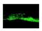 BCL2 Associated Athanogene 3 antibody, ab47124, Abcam, Immunohistochemistry frozen image 