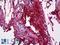 Fibrinogen Gamma Chain antibody, LS-B5409, Lifespan Biosciences, Immunohistochemistry frozen image 