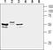 Potassium Voltage-Gated Channel Modifier Subfamily F Member 1 antibody, TA328984, Origene, Western Blot image 