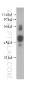 Serine/threonine-protein kinase 38-like antibody, 12697-1-AP, Proteintech Group, Western Blot image 