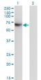 Transcription Factor CP2 antibody, H00007024-M01, Novus Biologicals, Western Blot image 
