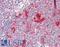 Ribosomal Protein S14 antibody, LS-C211679, Lifespan Biosciences, Immunohistochemistry frozen image 